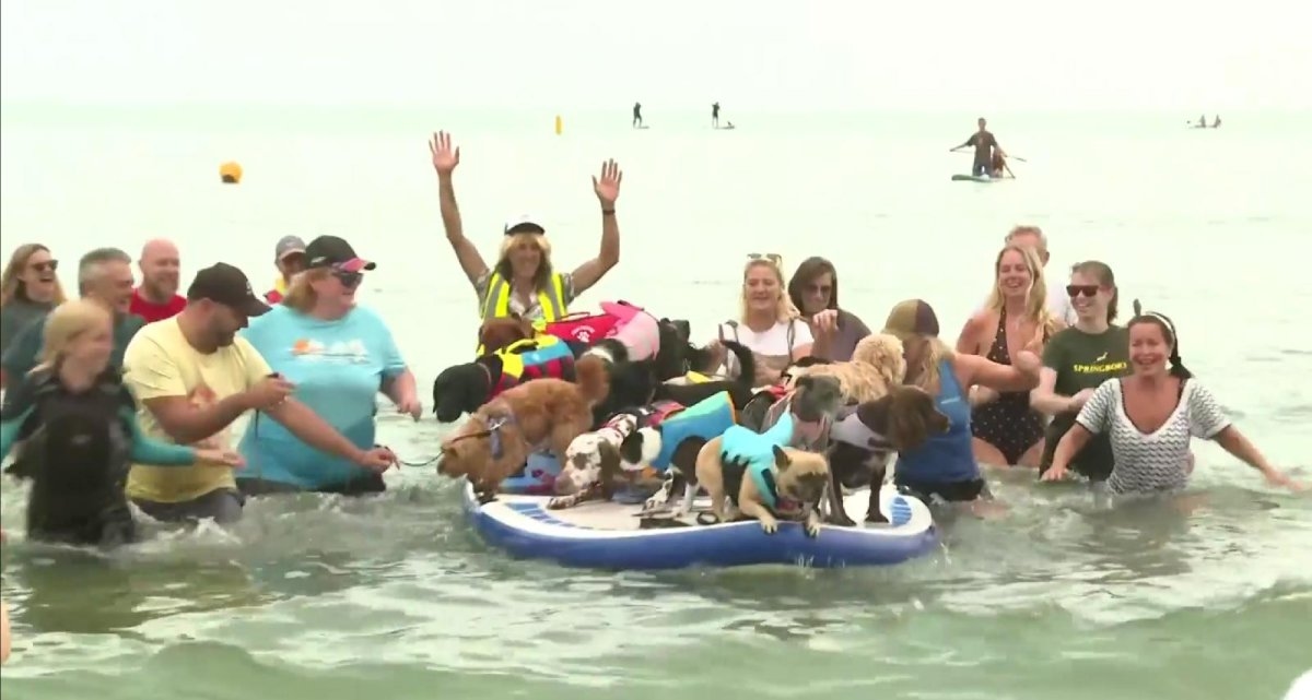Watch: Paddleboarding pooches break three world records