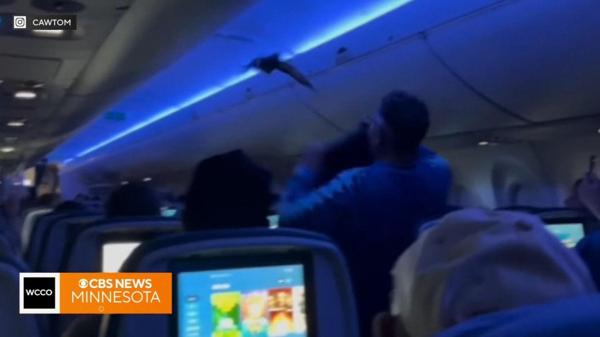 Watch: Stowaway pigeons cause chaos in passenger cabin on Delta plane