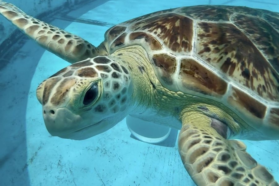 Florida Keys symbolic release of sea turtle heralds Earth Day