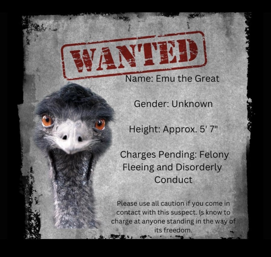 Look: Miss. police seek escaped emu for 'felony fleeing and disorderly conduct'