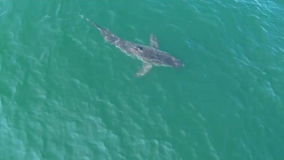 Large great white shark seen swimming near Maine beaches