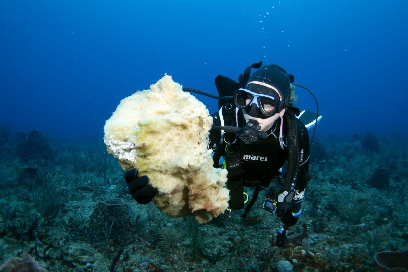 84% of world's coral reefs struck by worst bleaching event in history