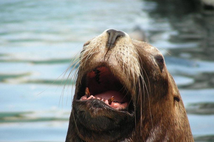 Sea lions in California 'suffering and confused' likely from toxic algae bloom