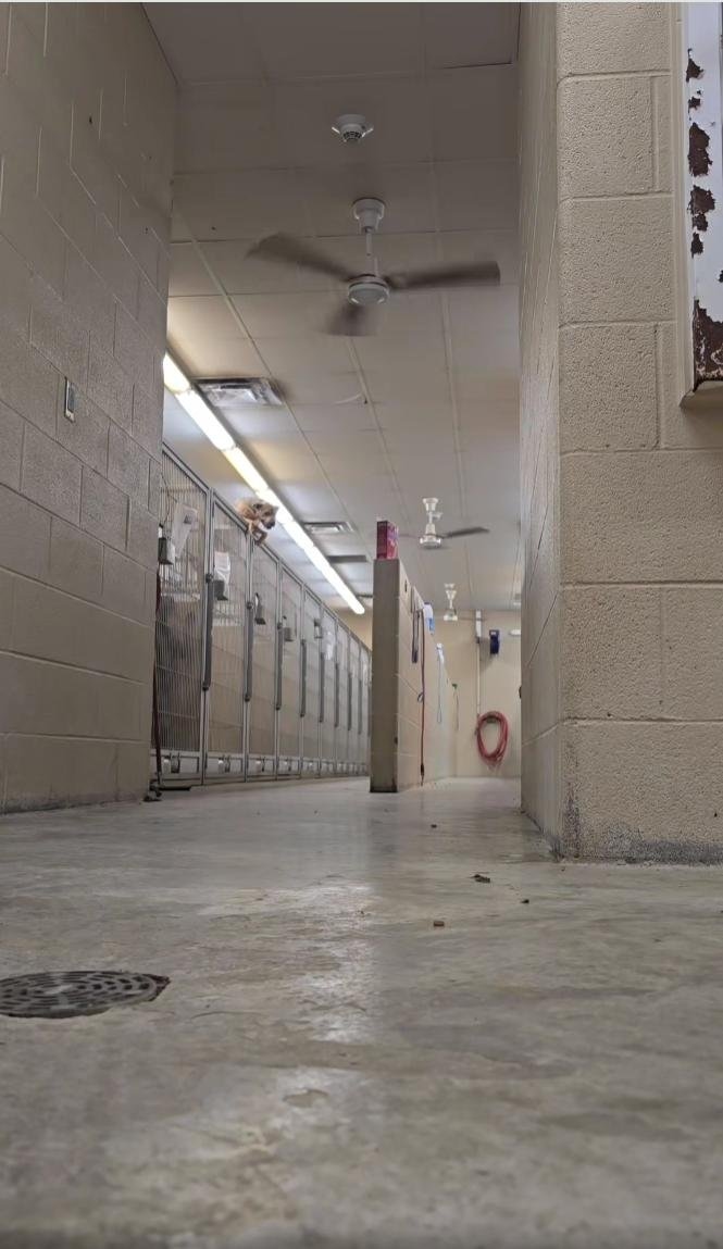 Watch: Escape artist dog's shelter break-out caught on camera