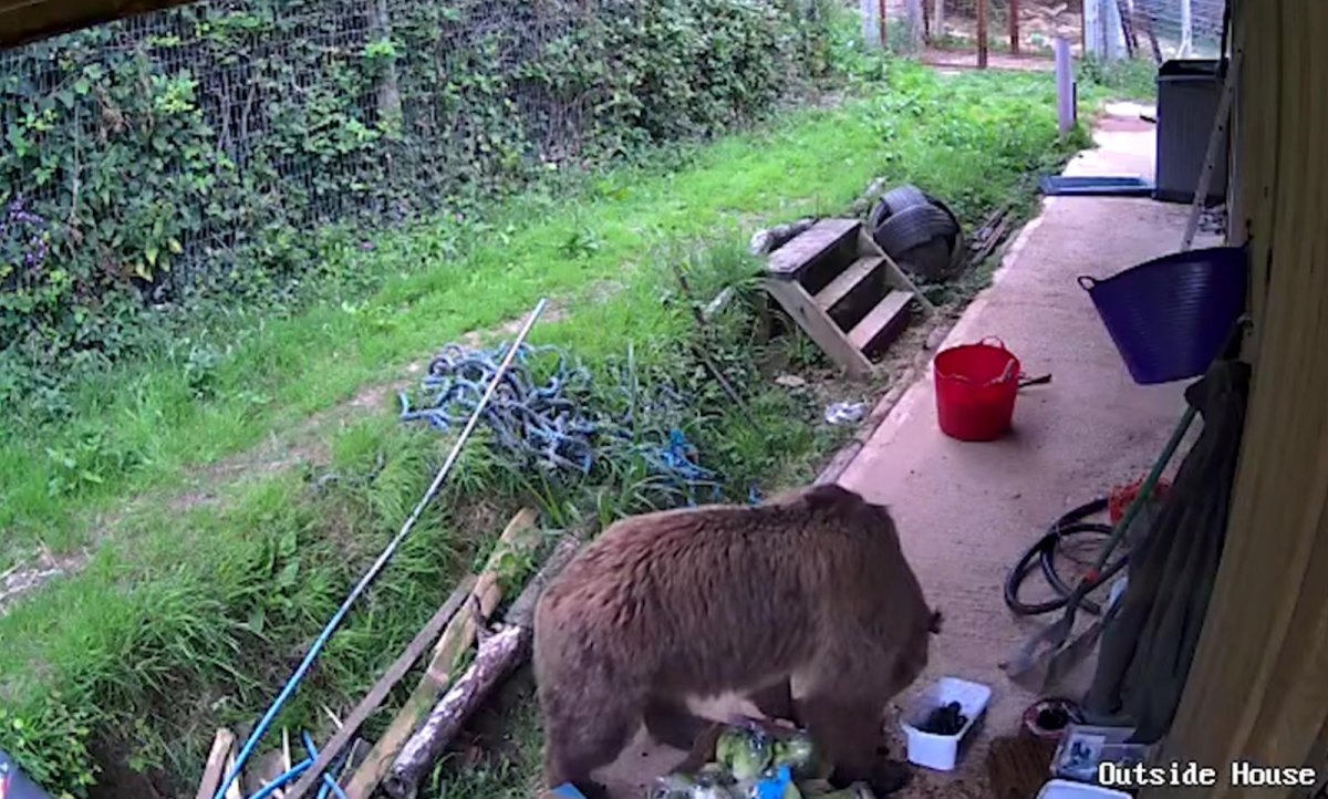 Watch: Bears escape park enclosure, eat a week's supply of honey