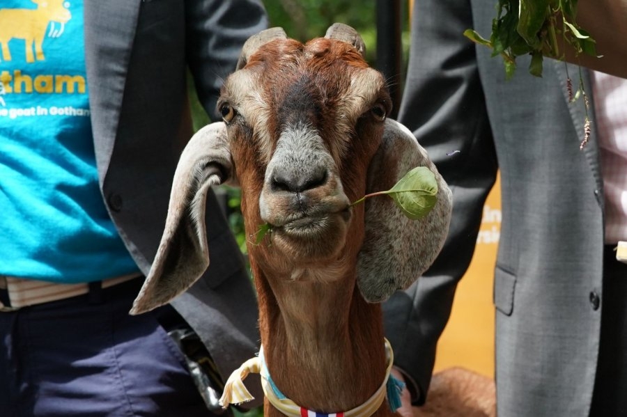 Loose goat evades pursuing police in Georgia