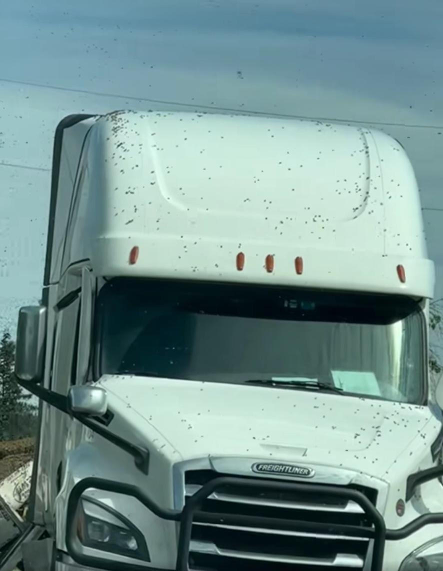 Watch: Truck rollover releases 14 million bees onto Washington road