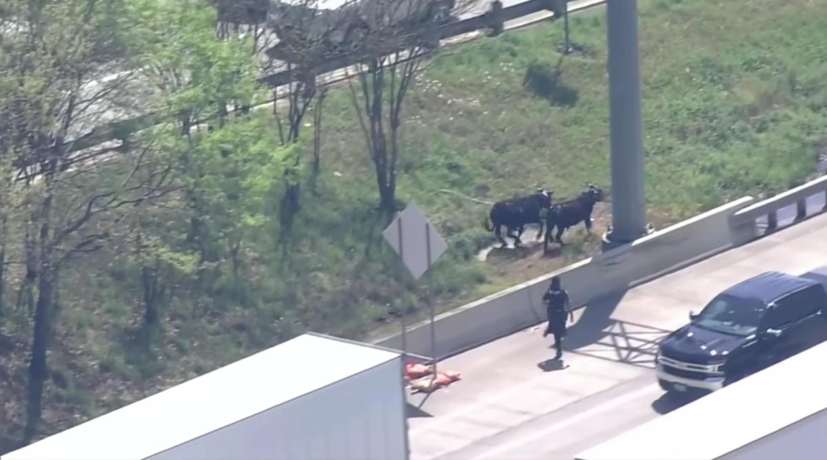 Watch: Escaped rodeo steers run loose on Texas highway