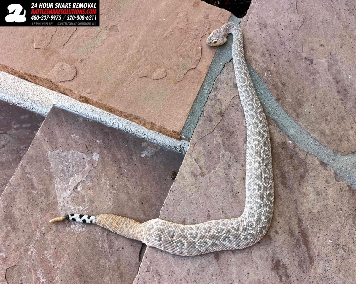 Look: Reptile wranglers find 'weird' diamondback rattlesnake in Arizona