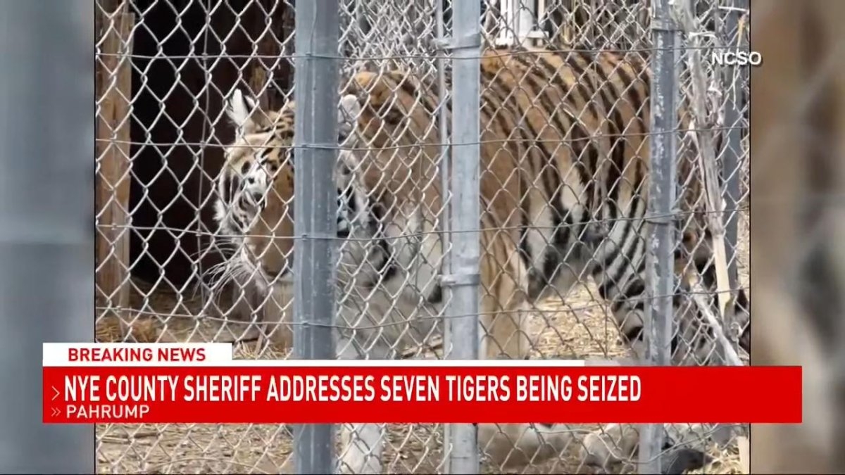 Watch: Nevada man says seven seized tigers were emotional 'support animals'