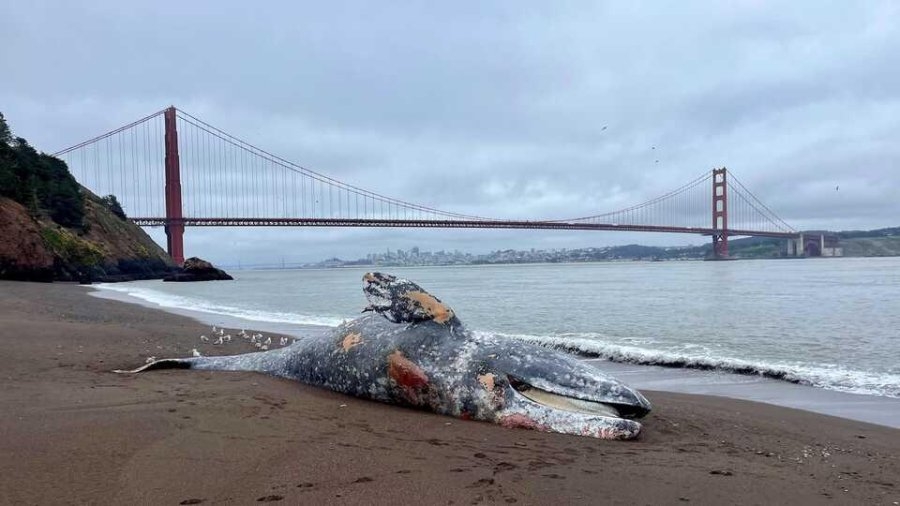 6 gray whales found dead in a week in San Francisco Bay