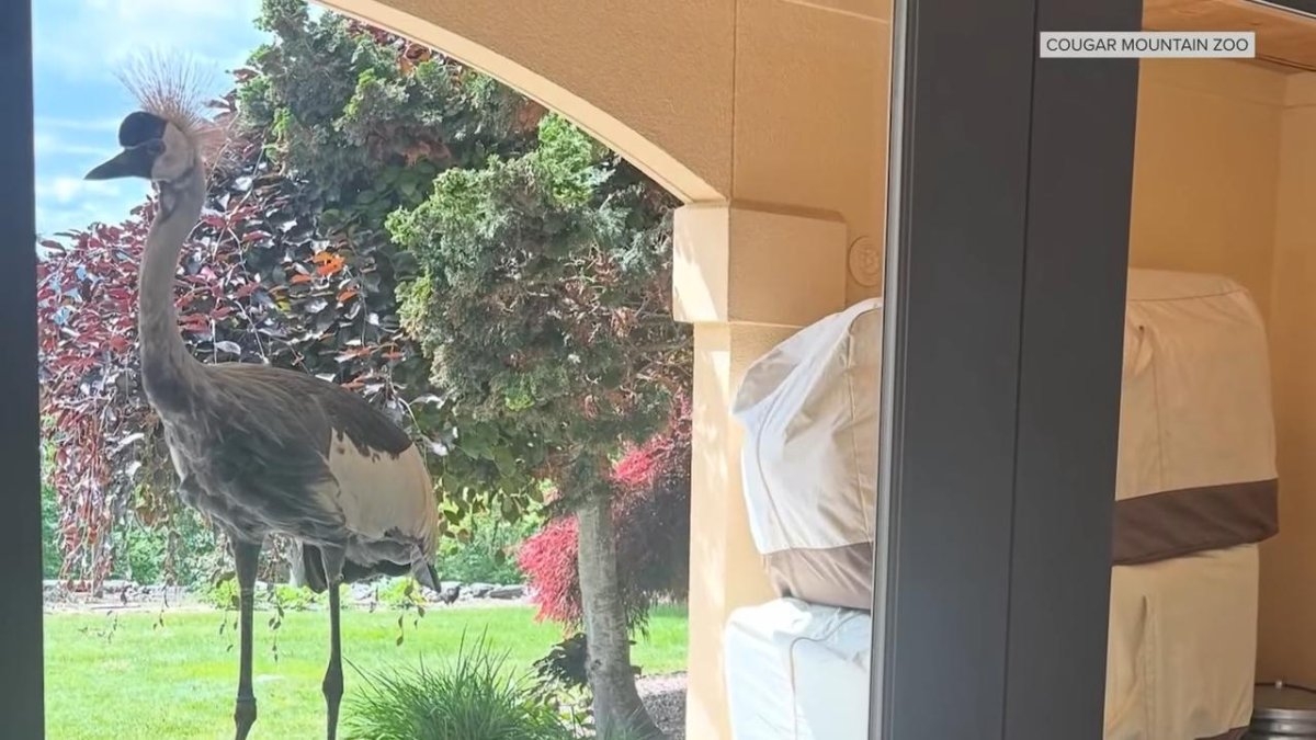 Escaped crane safely returned to Washington zoo