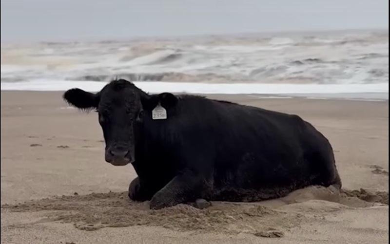 Watch: Cow caught in flood found alive on Australian beach 11 miles away