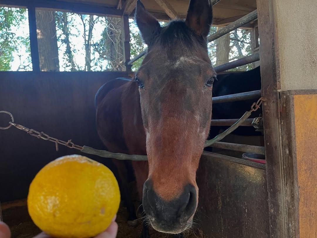 Japanese racehorse famous for losing gains new fans from mobile game