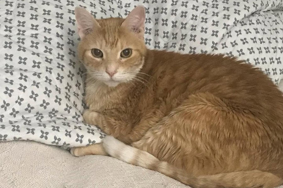 Scotland has 'no intention' to ban cats, despite online rumors