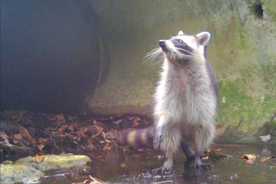 Researchers find 'abundance of animals' in Florida city's sewers