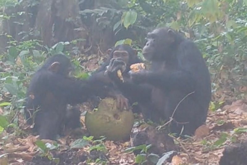 Party animals: Chimpanzees caught on camera sharing alcoholic fruit