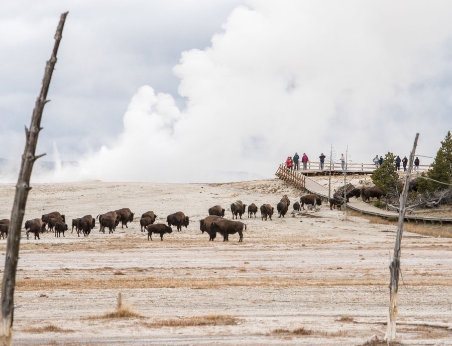 Bison gores Florida man in Yellowstone National Park