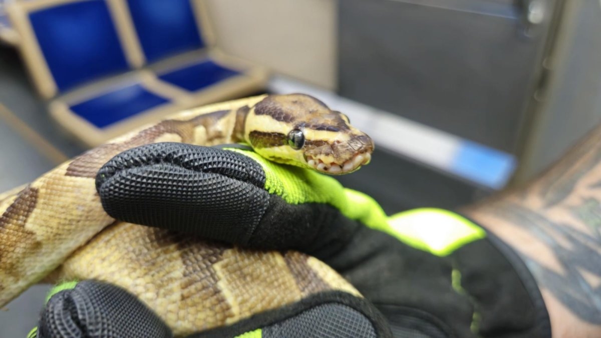 Look: Illinois firefighters rescue escaped snake on a train