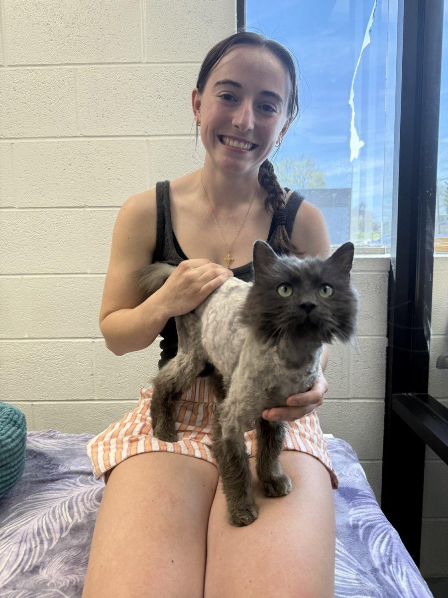 Look: Cat lost for three years turns up at McDonald's 10 miles from home