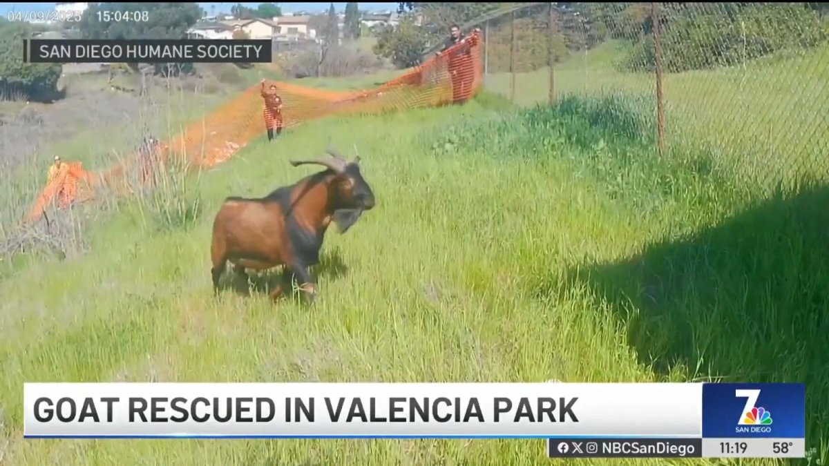 Rescuers use orange fence to corral loose goat in San Diego