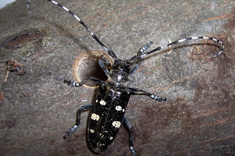 Highly invasive wood-boring beetle intercepted at U.S. border