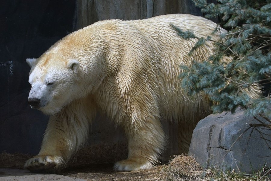Study: Centuries-old mercury pollution threatens Arctic wildlife