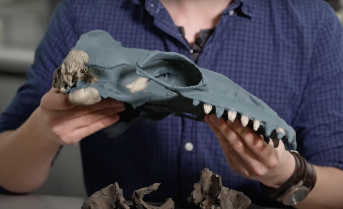 New species of Prehistoric whale discovered off Australia