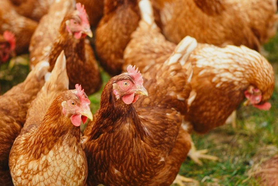 U.N. agency warns bird flu spreading at 'unprecedented' scale, calls for global response