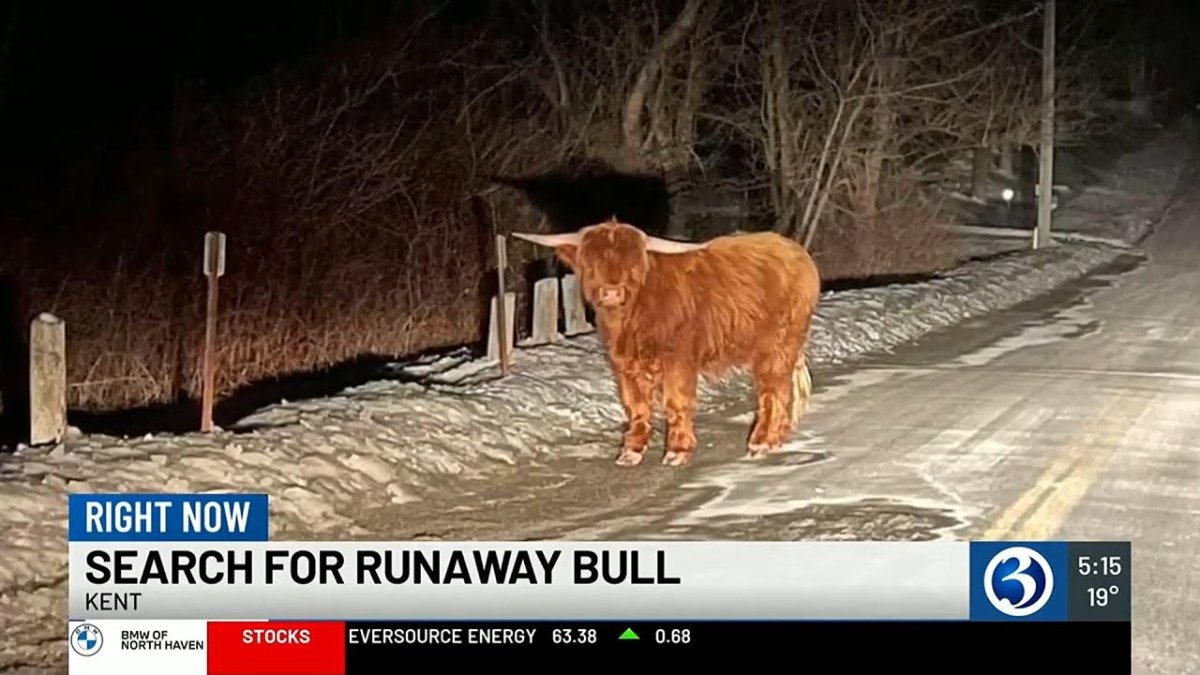 Watch: 'Waldo' the Scottish highland bull on the loose in Connecticut