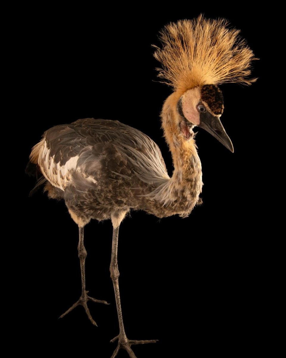 East African crowned crane escapes Washington zoo