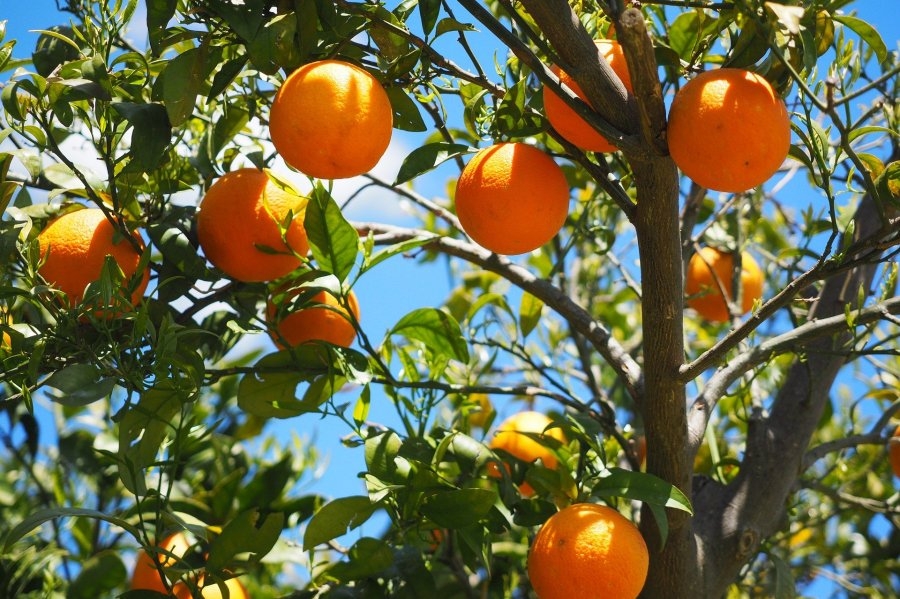 Florida's orange juice industry squeezed by disease, hurricanes as orange crop hits 95-year low