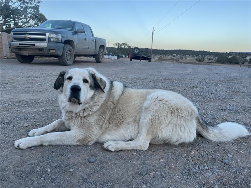 Ranch dog named 'Buford' honored for 'vital role' in saving missing toddler in Arizona