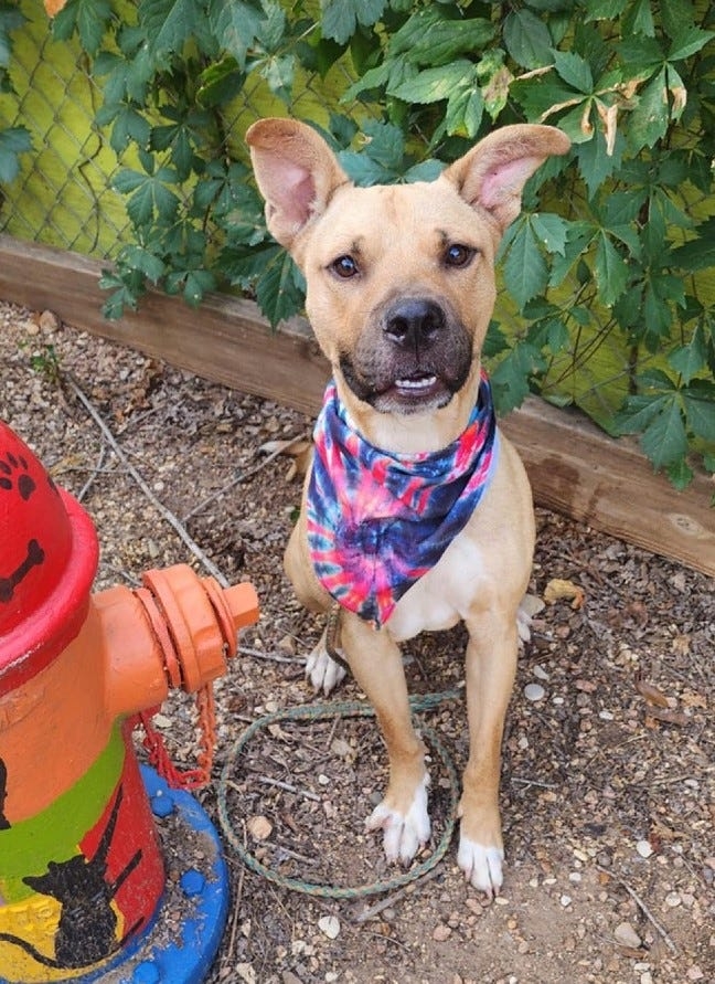 'Literal lifesaver': Abandoned dog hailed a hero for giving blood to anemic pup