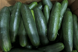 Salmonella outbreak linked to cucumbers, more than 20 sickened in 15 states