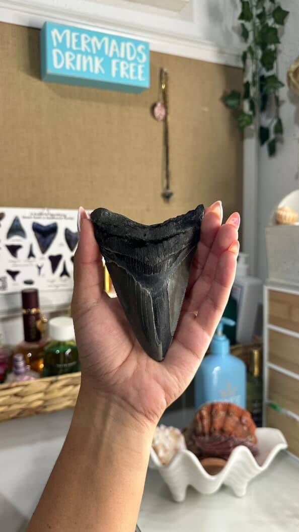 Woman finds massive tooth from this prehistoric creature on a Florida beach