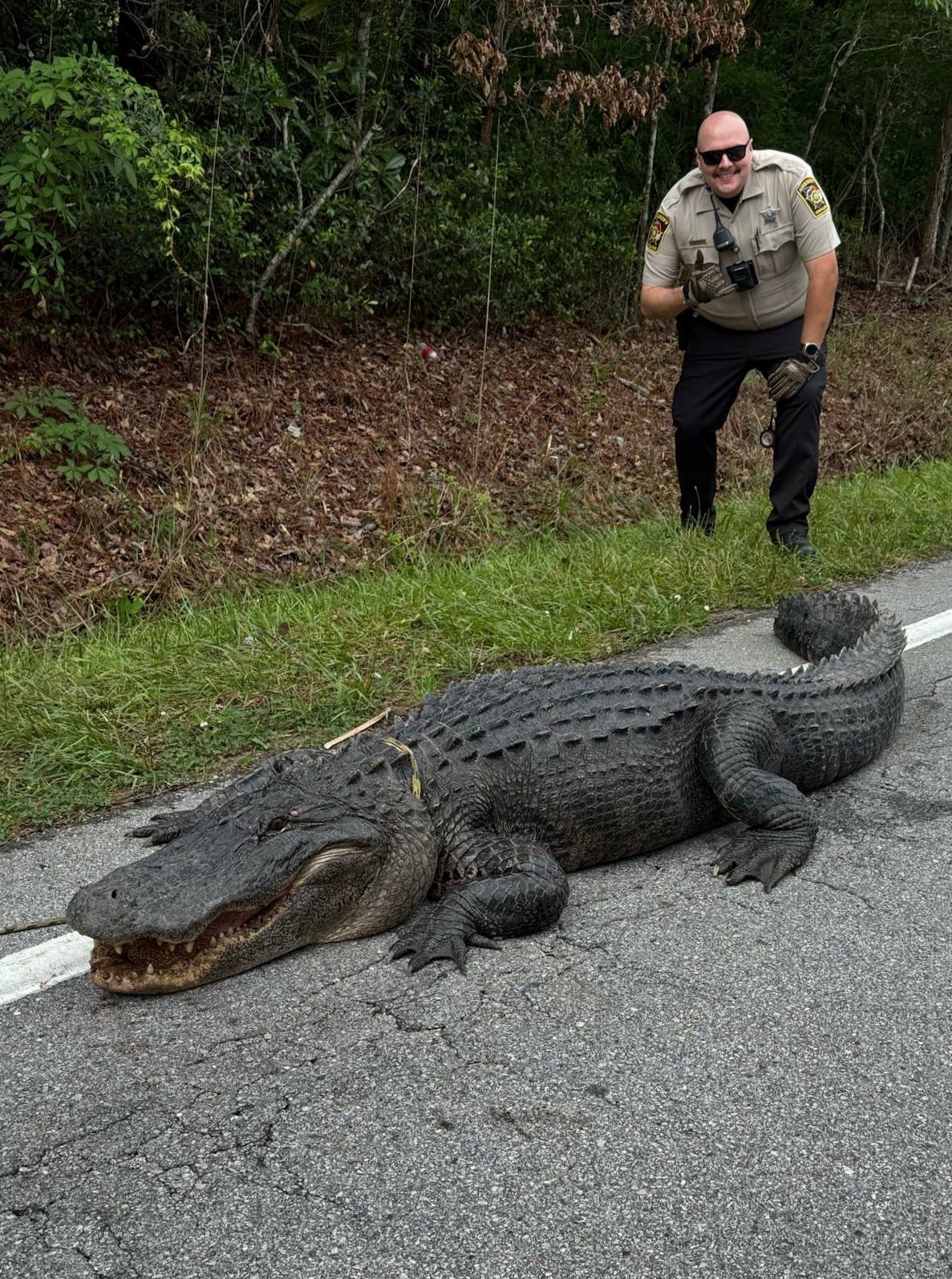 Huge 400-pound alligator captured in North Carolina on 'suspicion of being a dinosaur'