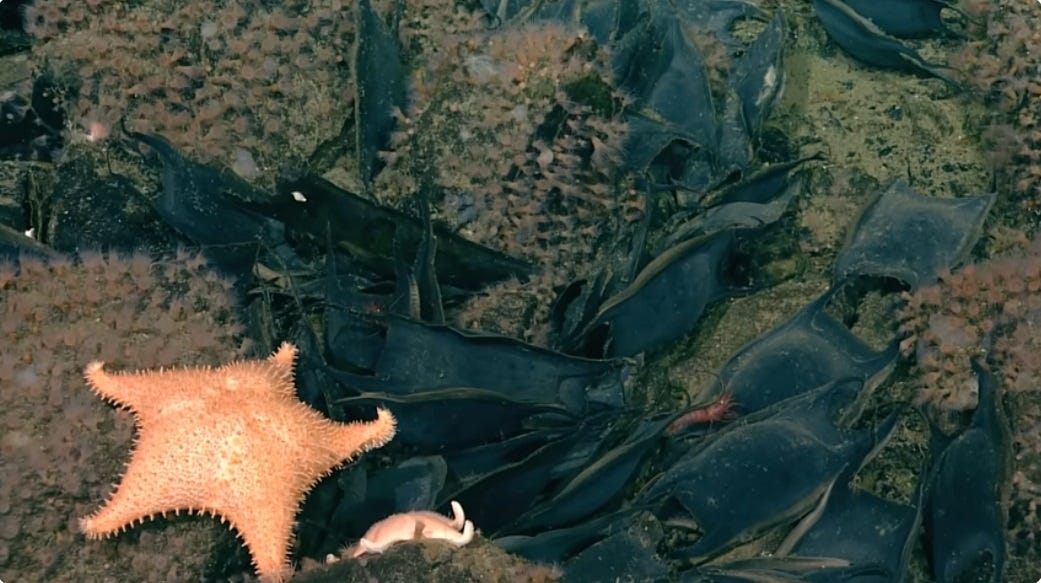 Scientists find '2.6 million golden eggs' near an underwater volcano