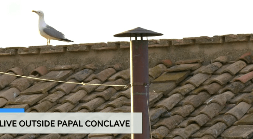 Seagulls steal the show on papal conclave livestream. Viewers (and cats) love it.