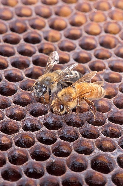 'Killer bees' keep spreading (and killing) across the US