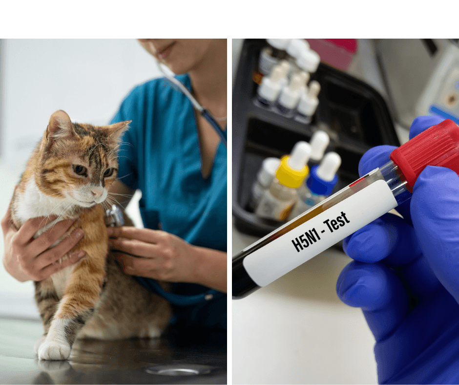 Raw pet food pulled after cats die with bird flu. Check these lots before feeding your pet