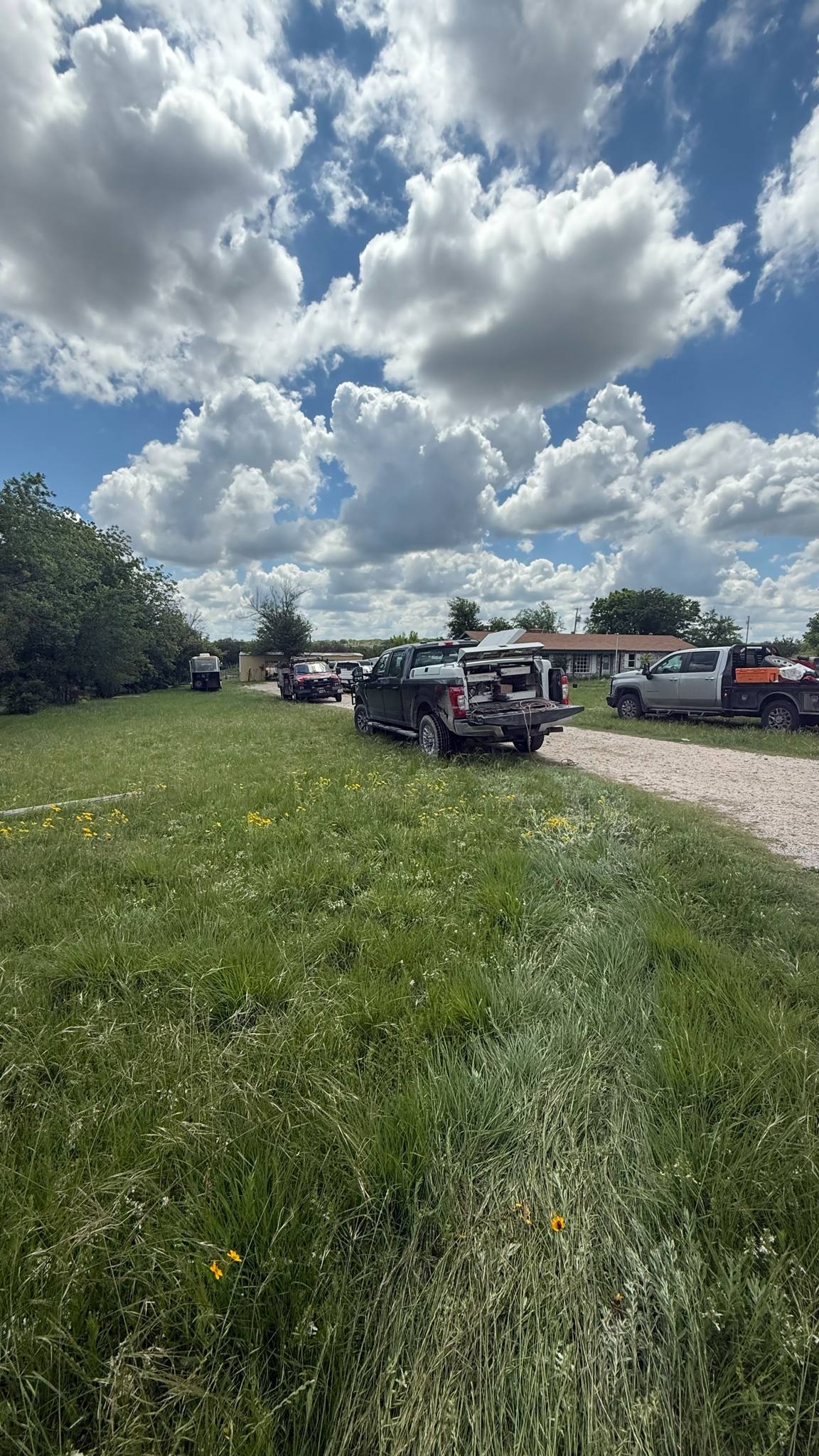 Bees swarm, attack and kill 3 horses in Texas: 'They didn't give up'