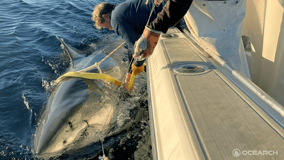 Massive great white shark resurfaces off North Carolina coast