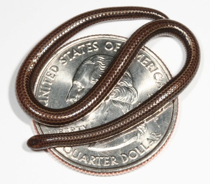 World's smallest snake rediscovered 20 years since last sighting