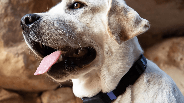 Could dogs help predict spread of Valley fever in people?
