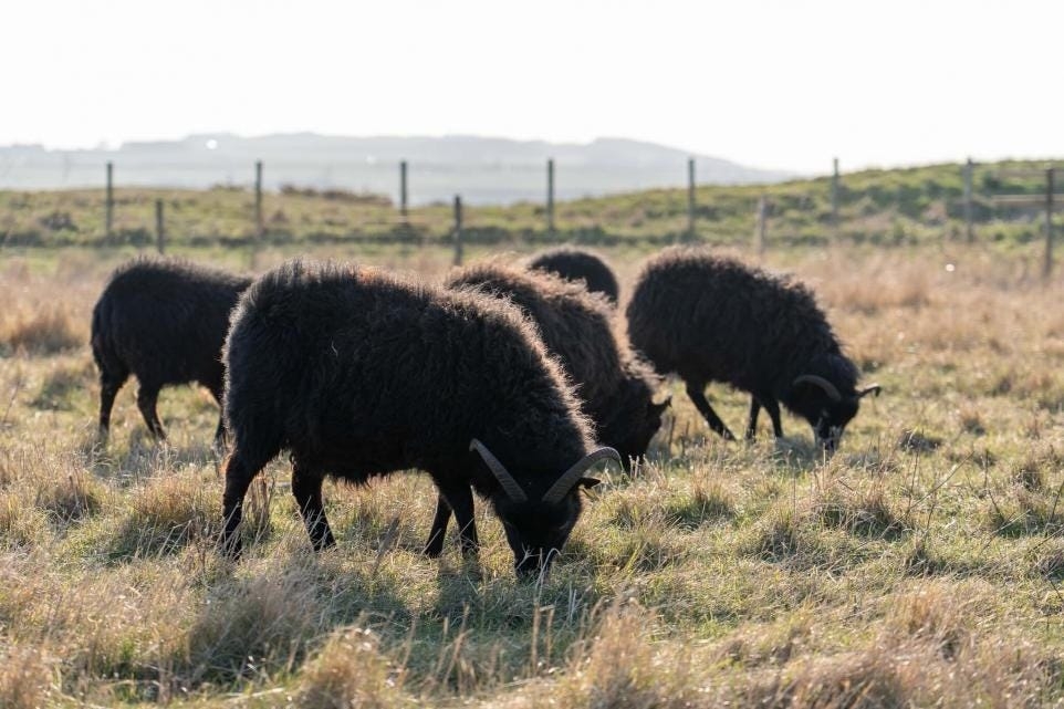 Rare-breed sheep, sand, Christmas trees are protecting St. Andrews from coastal erosion