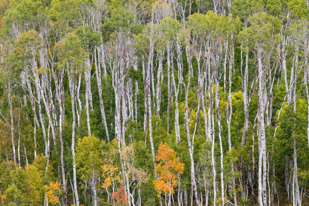 Why Alliance for the Wild Rockies is challenging a logging project in Manti-La Sal National Forest