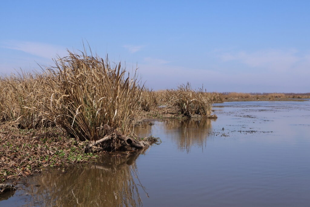 Louisiana's wetlands store massive amounts of carbon. They also contribute to emissions when lost.