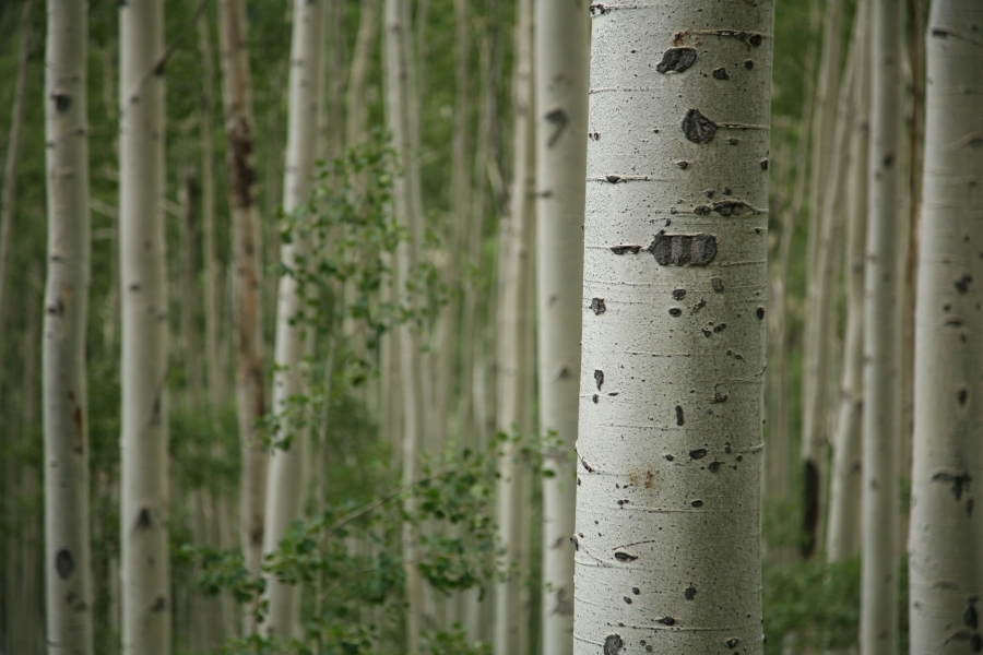 Alliance for the Wild Rockies stops secret logging project in Uintas-Wasatch-Cache National Forest