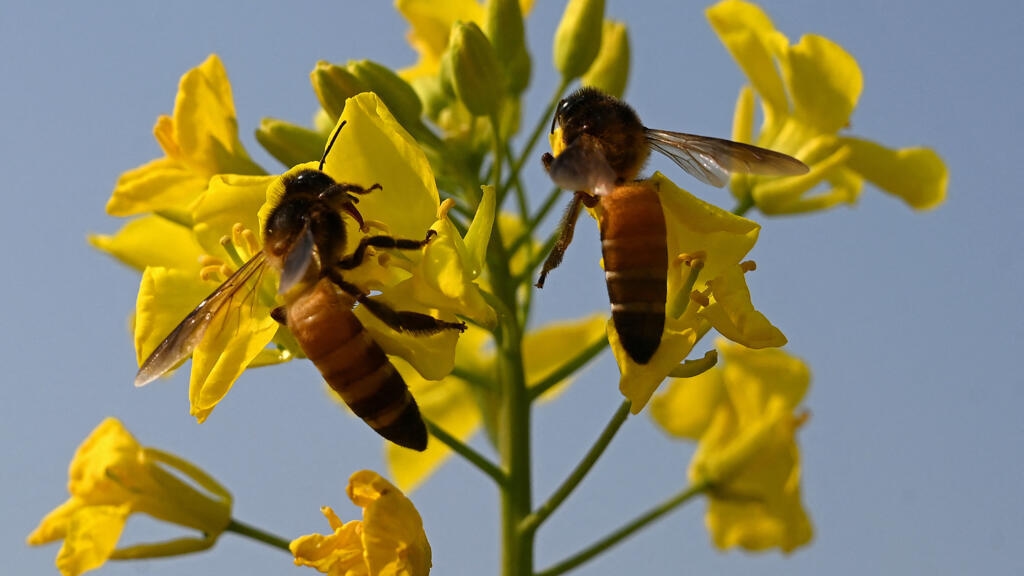 French court blocks return of banned pesticide